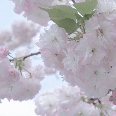 鲤城福瑞交流群